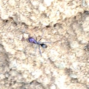 Iridomyrmex purpureus at Hackett, ACT - 23 Aug 2024