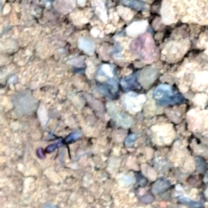 Iridomyrmex purpureus at Hackett, ACT - 23 Aug 2024