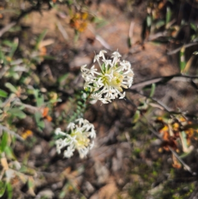 Pimelea linifolia (Slender Rice Flower) at Parkes, NSW - 3 Sep 2024 by Csteele4