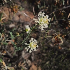 Pimelea linifolia at Parkes, NSW - 3 Sep 2024 02:44 PM