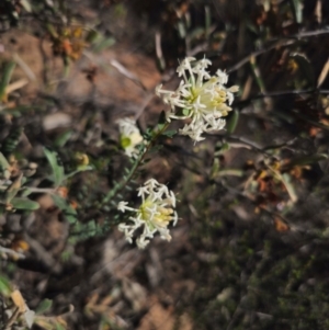 Pimelea linifolia at Parkes, NSW - 3 Sep 2024