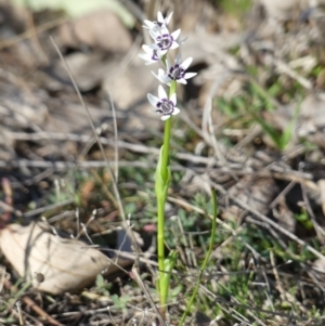 Wurmbea dioica subsp. dioica at Theodore, ACT - 3 Sep 2024 07:20 AM