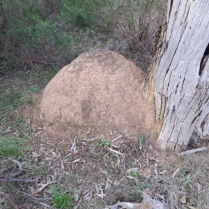 Nasutitermes exitiosus at Hackett, ACT - 23 Aug 2024