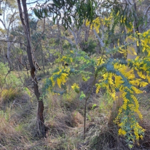 Acacia baileyana at Hackett, ACT - 23 Aug 2024