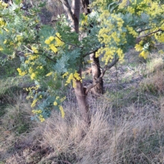 Acacia baileyana (Cootamundra Wattle, Golden Mimosa) at Hackett, ACT - 23 Aug 2024 by abread111