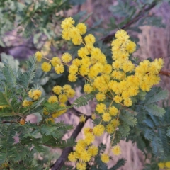 Acacia baileyana at Hackett, ACT - 23 Aug 2024 04:23 PM