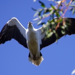 Haliaeetus leucogaster at Malua Bay, NSW - 1 Sep 2024