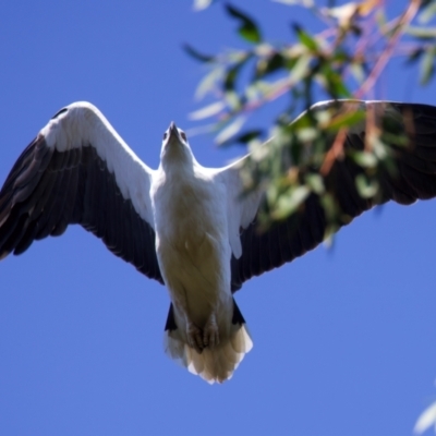 Haliaeetus leucogaster (White-bellied Sea-Eagle) at Malua Bay, NSW - 1 Sep 2024 by jb2602