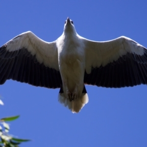 Haliaeetus leucogaster at Malua Bay, NSW - 1 Sep 2024