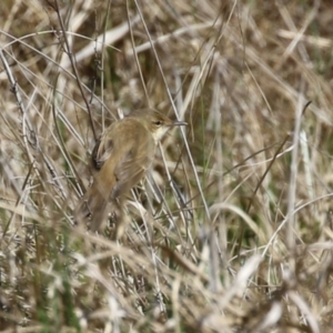 Acrocephalus australis at Fyshwick, ACT - 3 Sep 2024 01:17 PM