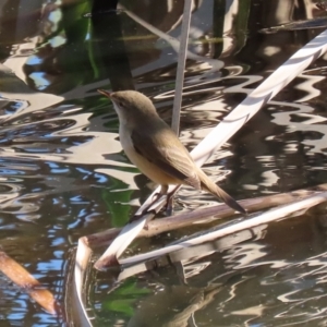 Acrocephalus australis at Fyshwick, ACT - 3 Sep 2024 01:17 PM