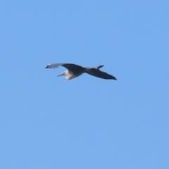 Ardea pacifica (White-necked Heron) at Fyshwick, ACT - 3 Sep 2024 by RodDeb