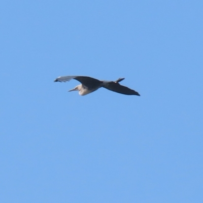 Ardea pacifica (White-necked Heron) at Fyshwick, ACT - 3 Sep 2024 by RodDeb