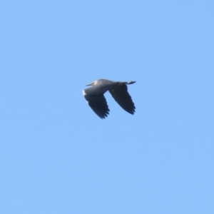 Ardea pacifica at Fyshwick, ACT - 3 Sep 2024