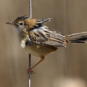 Cisticola exilis at Fyshwick, ACT - 3 Sep 2024 12:59 PM