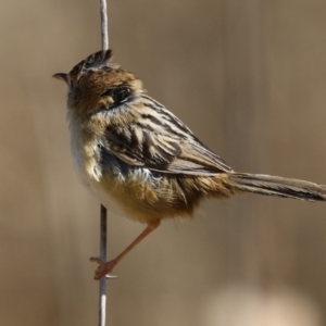 Cisticola exilis at Fyshwick, ACT - 3 Sep 2024 12:59 PM