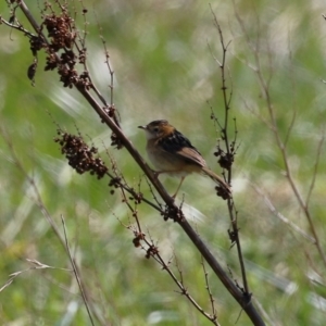 Cisticola exilis at Fyshwick, ACT - 3 Sep 2024 12:59 PM