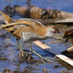 Zapornia pusilla (Baillon's Crake) at Fyshwick, ACT - 3 Sep 2024 by RodDeb