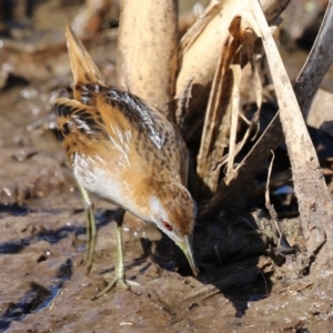 Zapornia pusilla at Fyshwick, ACT - 3 Sep 2024