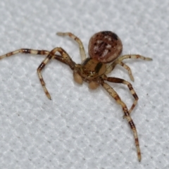 Australomisidia sp. (genus) (Flower spider) at Jerrabomberra, NSW - 3 Sep 2024 by DianneClarke