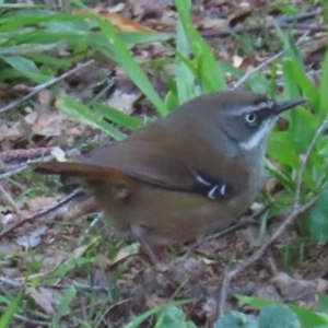 Sericornis frontalis at Narrabundah, ACT - 3 Sep 2024 12:14 PM