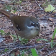 Sericornis frontalis at Narrabundah, ACT - 3 Sep 2024 12:14 PM