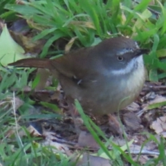 Sericornis frontalis at Narrabundah, ACT - 3 Sep 2024 12:14 PM