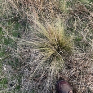 Nassella trichotoma at Watson, ACT - 3 Sep 2024