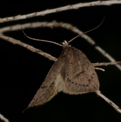 Eulechria convictella (Eulechria convictella) at Freshwater Creek, VIC - 15 Aug 2024 by WendyEM