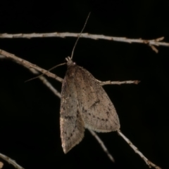 Eulechria convictella at Freshwater Creek, VIC - 15 Aug 2024