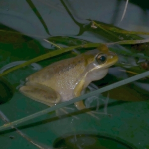 Litoria ewingii at Freshwater Creek, VIC - 15 Aug 2024