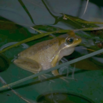 Litoria ewingii (Ewing's Tree Frog) at Freshwater Creek, VIC - 15 Aug 2024 by WendyEM