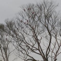 Eolophus roseicapilla (Galah) at Freshwater Creek, VIC - 15 Aug 2024 by WendyEM