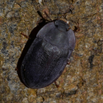 Pterohelaeus sp. (genus) at Freshwater Creek, VIC - 15 Aug 2024 by WendyEM