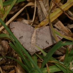 Dissomorphia australiaria at Freshwater Creek, VIC - 18 Aug 2024