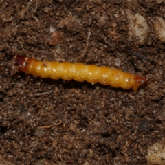 Coleoptera (order) immature at Freshwater Creek, VIC - 18 Aug 2024 by WendyEM