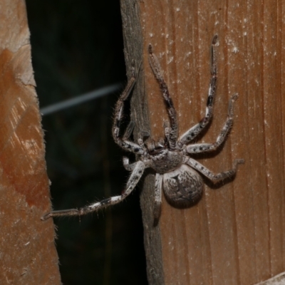 Sparassidae (family) at Freshwater Creek, VIC - 24 Aug 2024 by WendyEM