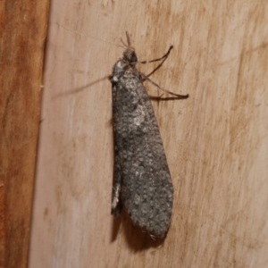 Lepidoscia euryptera at Freshwater Creek, VIC - 6 Aug 2024 08:37 PM