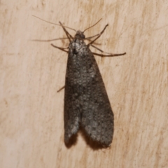 Lepidoscia euryptera at Freshwater Creek, VIC - 6 Aug 2024