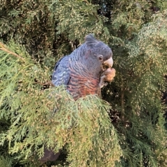 Callocephalon fimbriatum at Deakin, ACT - suppressed