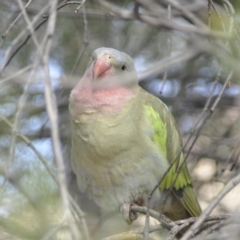 Polytelis alexandrae (Princess Parrot) at Hugh, NT - 12 Jul 2014 by MichaelBedingfield