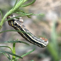 Chlenias (genus) (A looper moth) at Bruce, ACT - 4 Sep 2024 by JVR