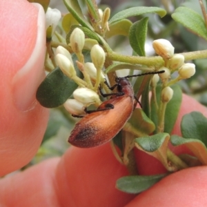 Ecnolagria grandis at Conder, ACT - 7 Jan 2024