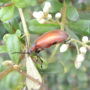 Ecnolagria grandis at Conder, ACT - 7 Jan 2024