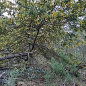 Acacia baileyana at Fadden, ACT - 4 Sep 2024 12:51 PM