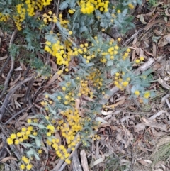 Acacia baileyana at Fadden, ACT - 4 Sep 2024