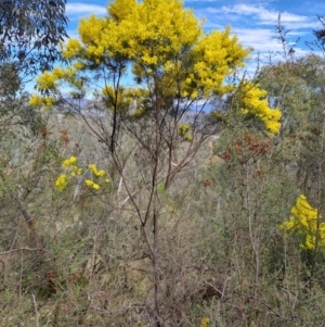 Acacia boormanii at Fadden, ACT - 4 Sep 2024