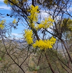 Acacia boormanii at Fadden, ACT - 4 Sep 2024