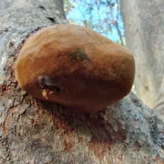 Phellinus sp. (non-resupinate) (A polypore) at Ipswich, QLD - 4 Sep 2024 by LyndalT