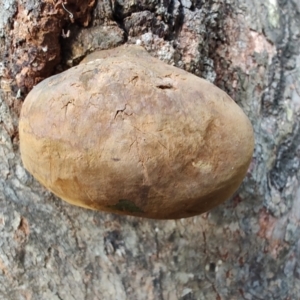 Phellinus sp. (non-resupinate) at Ipswich, QLD - 4 Sep 2024 08:22 AM
